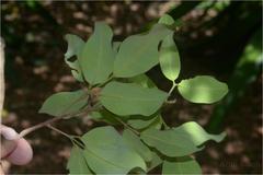 Walsura trifoliata var. trifoliata